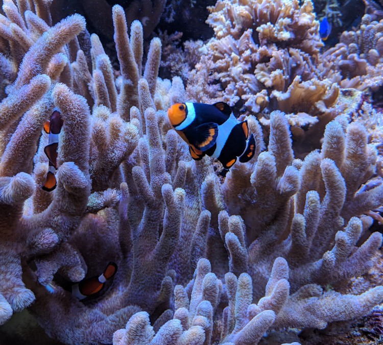 the-aquariums-photo